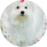 Maltese Puppy For Sale - Puppy Love PR